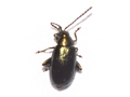 Phyllotreta nigripes